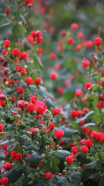 stock image Humming Bird Bush in Rural East Texas Closeup