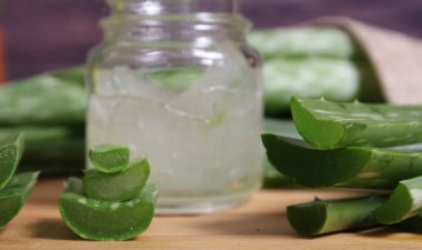 Taze Çiğ Aloe Vera Taze Aloe jeliyle Hasat Sonrası Masada