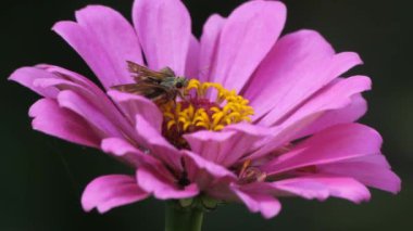 Skipper Butterfly Açık Bahçe 'de Pembe Zinnia Çiçekleri üzerine