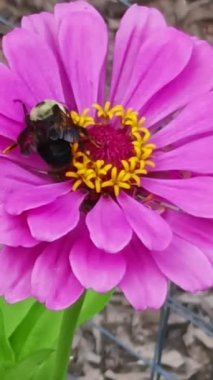 Pembe Zinnia Çiçeği Üzerindeki Yaban Arısı Polen Topluyor