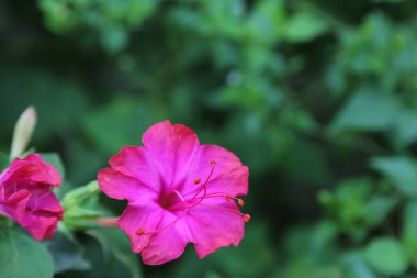 Peru Marvel of Peru veya Four OClocks, Mirabilis Jalapa