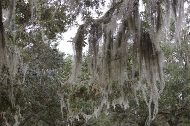 İspanyol yosunu Tillandsia usneoidleri Orlando Fl 'deki ağaç dalından sarkan