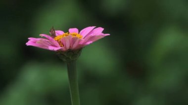 Skipper Butterfly Açık Bahçe 'de Pembe Zinnia Çiçekleri üzerine