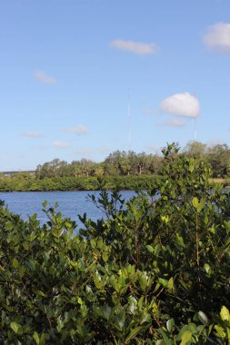 Tampa FL 'deki Palm River manzarası Tayland Budist Tapınağı' ndan
