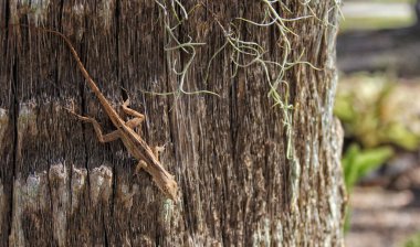 Tampa FL 'deki Vahşi Kahverengi Anole Kertenkelesi