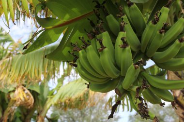 Tampa FL 'deki Taze Yeşil Muzlar Ağaçta yetişiyor