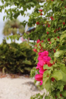 Pink Bougainvillea Flowers Growing Near Water in Bradenton FL clipart