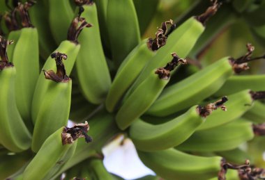 Tampa FL 'deki Taze Yeşil Muzlar Ağaçta yetişiyor