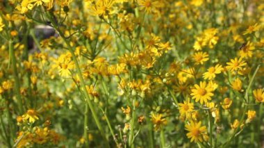 Kırsal Doğu Teksas 'ta Sarı Yaz Yabani Çiçekleri Üzerine Arı