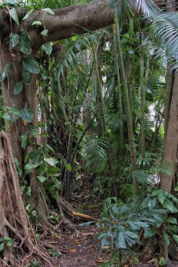 Güney Doğu Florida 'daki Bambu ve Mangrove Ormanı. Sarasota bölgesi