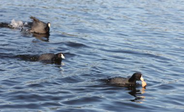 Texas yakınlarındaki Tyler Gölü Amerikan Koyu