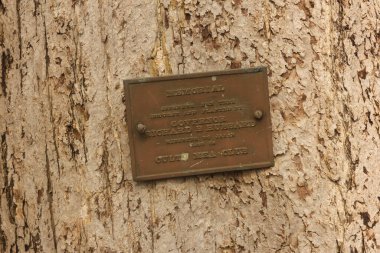 Tyler TX - 5 Ocak 2025 Hubbard Ginkgo Ağacı Tyler Texas şehir merkezinde yer almaktadır.