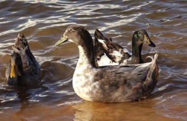 Ducks Swimming in Lake Tyler at Marina near Whitehouse TX clipart