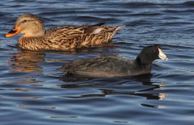 Whitehouse Texas yakınlarındaki Tyler Gölü 'nde Mallard Duck ve American Coot Swimming