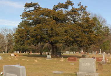 Mixon TX - 16 Ocak 2025: Eski Sedir Ağacı ve Mixon Texas 'taki Tarihi Şehir Mezarlığında Mezar Taşları