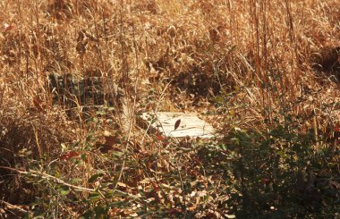 Kırsal Doğu Teksas Barron Mezarlığı 'nda terk edilmiş bir mezarlık.