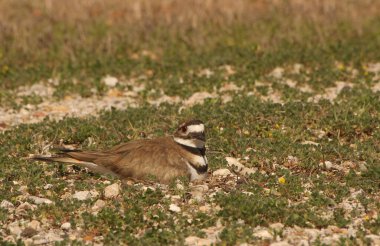Killdeer Kuş Koruması Yumurta Yuvası Kırsal Doğu Teksas 'ta