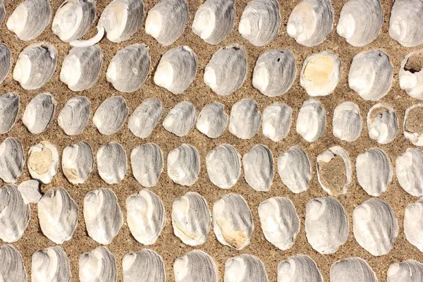 Viktorya Dönemi Mezarlığı Doğu Teksas 'a Gömülü Mermiler