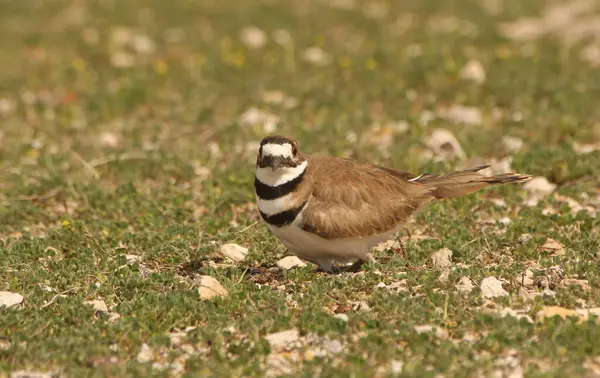 Killdeer Kuş Koruması Yumurta Yuvası Kırsal Doğu Teksas 'ta