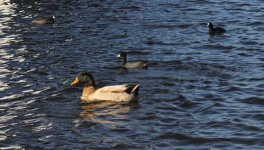 Whitehouse Texas yakınlarındaki Tyler Gölü 'nde Mallard Duck ve American Coot Swimming