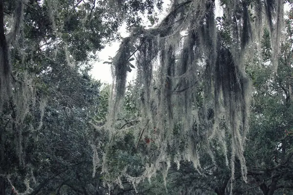 İspanyol yosunu Tillandsia usneoidleri Orlando Fl 'deki ağaç dalından sarkan