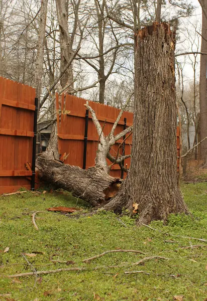 Çit Yağmur Fırtınası sırasında düşen ağaçtan hasar gördü