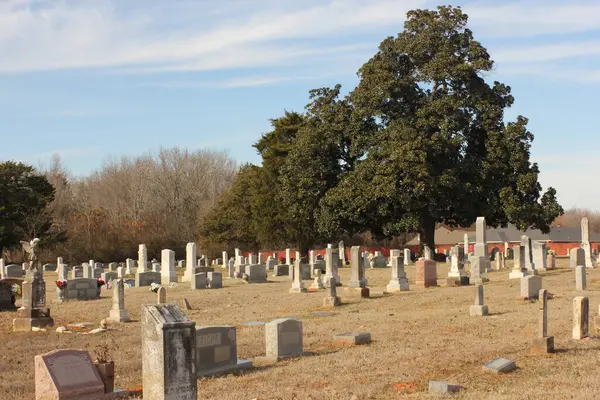 Bullard TX - 16 Ocak 2025: Tarihi Manolya ve Cedar Ağacı Bullard Teksas 'taki Şehir Mezarlığında Mezar Taşları Bulundu