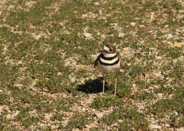 Killdeer Kuş Koruması Yumurta Yuvası Kırsal Doğu Teksas 'ta