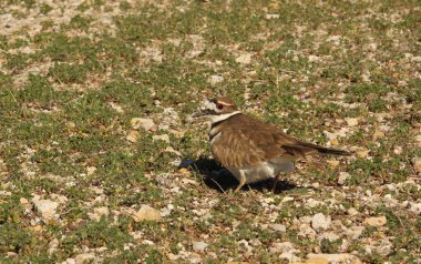 Killdeer Kuş Koruması Yumurta Yuvası Kırsal Doğu Teksas 'ta