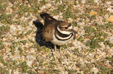 Killdeer Kuş Koruması Yumurta Yuvası Kırsal Doğu Teksas 'ta