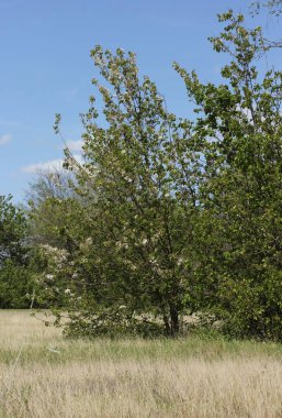 Kırsal Kır Sahnesi Ağaç Tarlası. Doğu Teksas