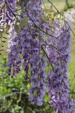 İlkbaharda Mor Salkımlar - Fabaceae Luguminosae Kırsal Teksas Sahnesi