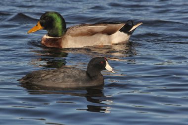 Whitehouse Texas yakınlarındaki Tyler Gölü 'nde Mallard Duck ve American Coot Swimming