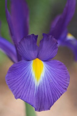 Mor ve Sarı Iris Açık Bahçe 'de Çiçek açıyor