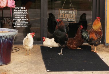 Kapalı Restoranın Ön Kapısı Tavuklar Kırsal Doğu TX 'i Açmayı Bekliyor