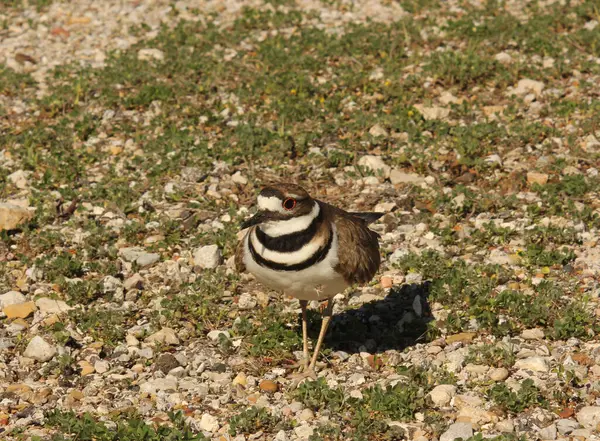 Killdeer Kuş Koruması Yumurta Yuvası Kırsal Doğu Teksas 'ta