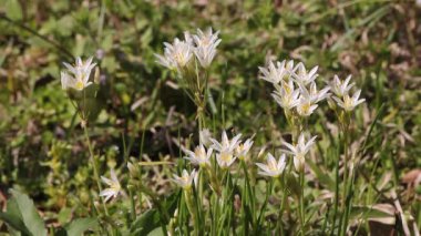 İlkbahar Yaban Çiçekleri Kırsal Doğu TX 'te büyüyor