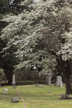 Tyler TXexas 'ta Çiçekli Dogwood Ağacı ile Tarihi Oakwood Mezarlığı