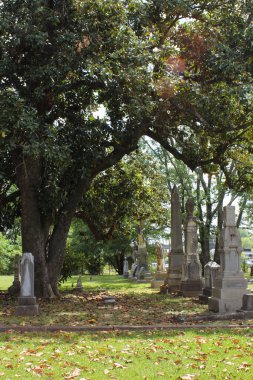 Tyler Texas 'ta Büyük Manolya Ağacı ile Tarihi Oakwood Mezarlığı
