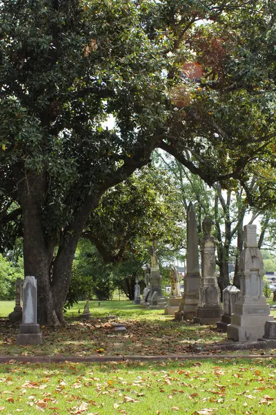 Tyler Texas 'ta Büyük Manolya Ağacı ile Tarihi Oakwood Mezarlığı