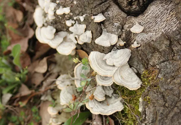 Kırsal Mezarlığın yakınındaki Ölü Ağaç kütüğünde büyüyen mantarlar. Doğu Teksas