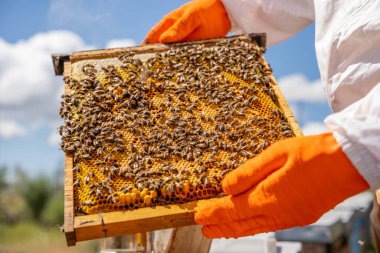 Arıcı kovanının hücrelerinde bal ve arılarla dolu bir peteği kontrol ediyor..