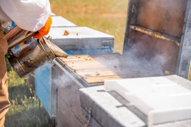Arı yetiştiricisi arıları kovandan uzak tutmak için bir duman makinesi kullanıyor.