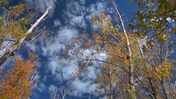 Kamera Lefelé Irányuló Mozgása Magas Fák Tetejéről Kék Égbolttal Földre — Stock videók
