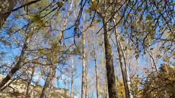 Tlačte Dopředu Pohyb Kamery Nízkého Úhlu Ukazuje Vrcholky Stromů Lese — Stock video