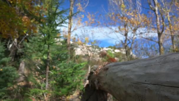 Kamera Hareketi Bir Ormanda Devrilmiş Bir Ağaç Gövdesini Takip Ediyor — Stok video
