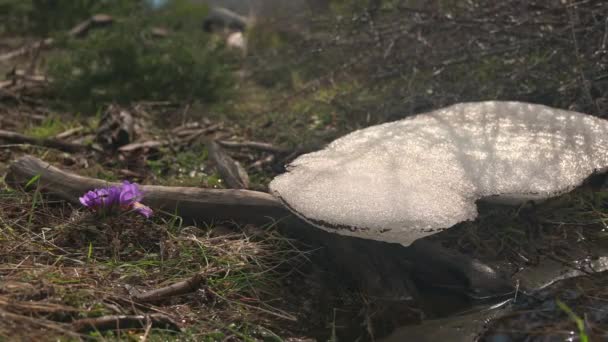 Eski Karların Leylak Çiçekleri Çimlerle Eriyen Bir Tarlada Çekilmiş Görüntülerini — Stok video