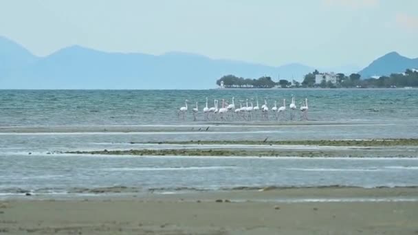 Sekawanan Burung Flamingo Berjalan Dan Mencari Makanan Pantai — Stok Video