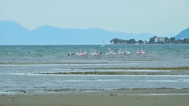 Bando Pássaros Flamingo Mar Uma Pequena Cidade Grécia Barco Vela — Vídeo de Stock