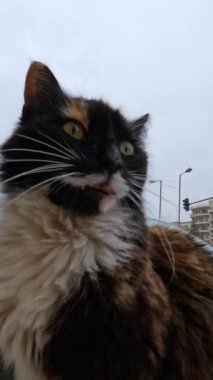 Dikey görüntüler caddedeki bir arabada güzel bir kedi olduğunu gösteriyor..